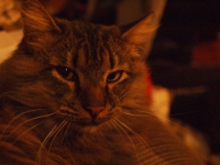 Hermes on DS couch night P2260183